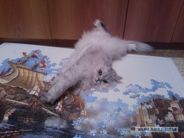Котовторник 04.03.2014