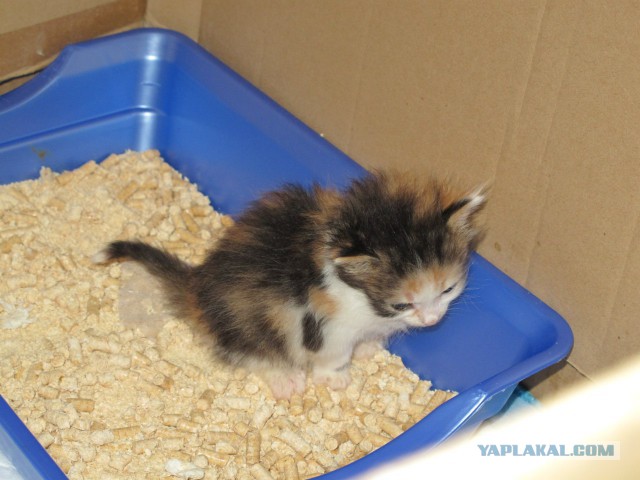 Котовторник 17.06.2014