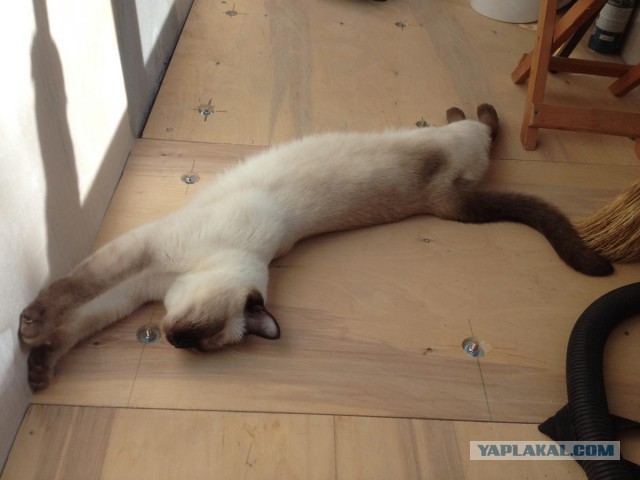 Котовторник 01.07.2014