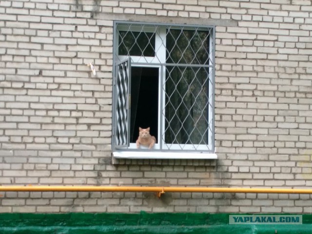 Последнее фото с Вашего телефона.