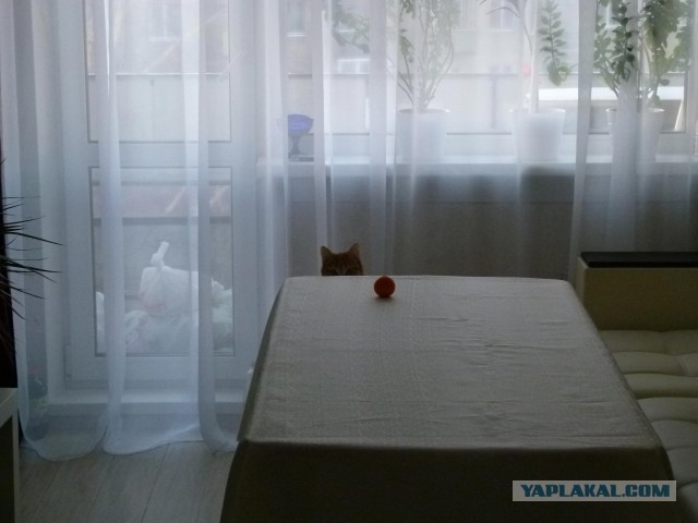 Всегда первый за столом!