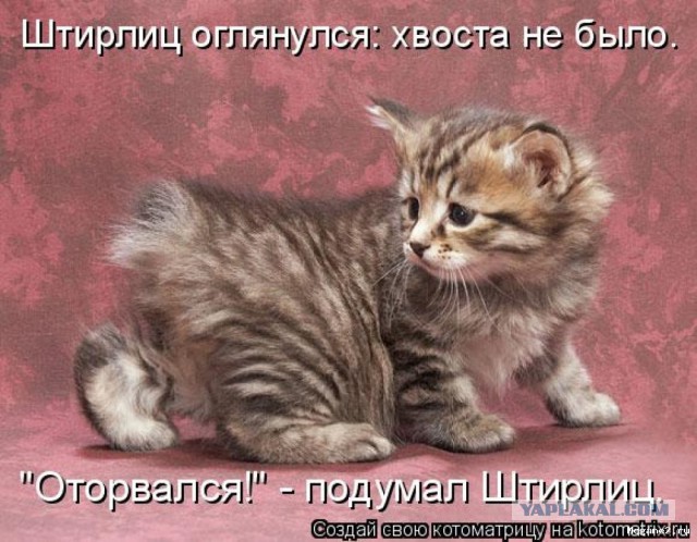 Забавные картинки с котами из сети