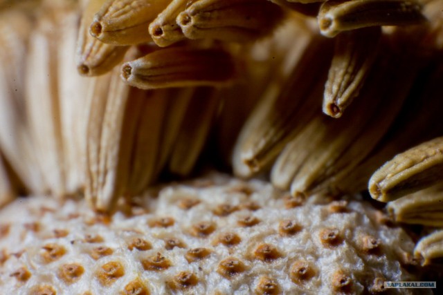 Если выйти во двор с макрообъективом, то...