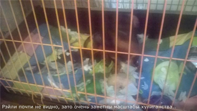 Рейли