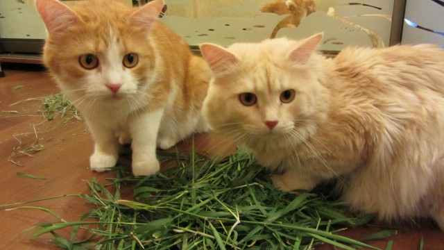 Котовторник