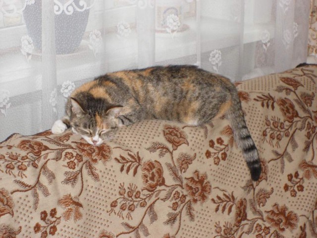 Первый ноябрьский котовторник!