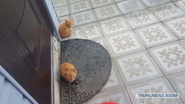 Котовторник 26.07 2016