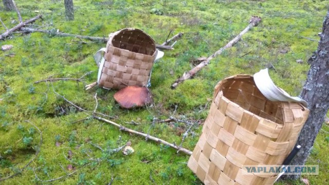 Грибов до.... много в общем.