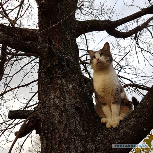 Котовторник 01.11.2016 г.