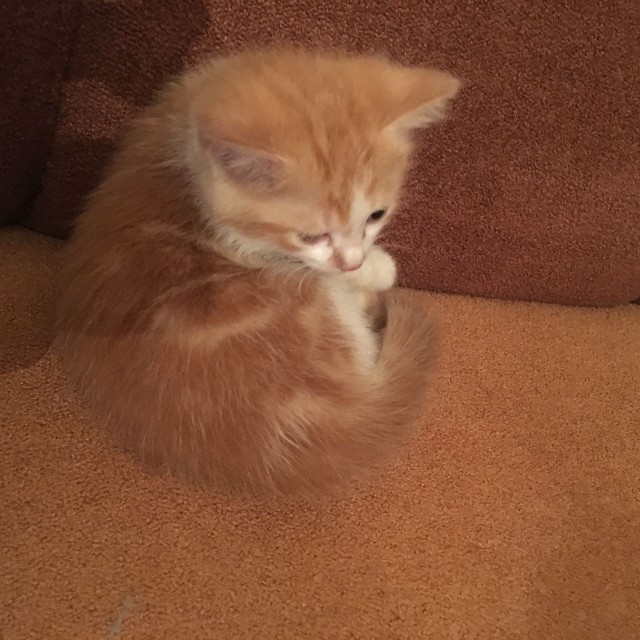 Котовторник 15.11.2016