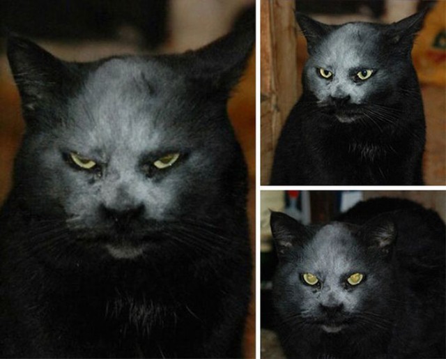 Коты и Кошки