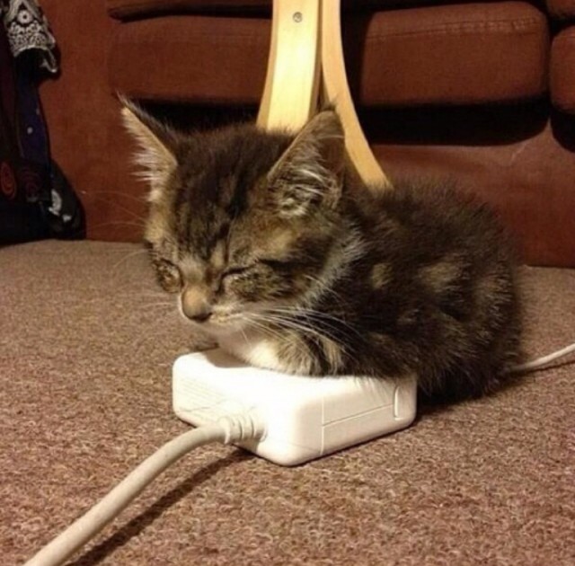 Коты и Кошки