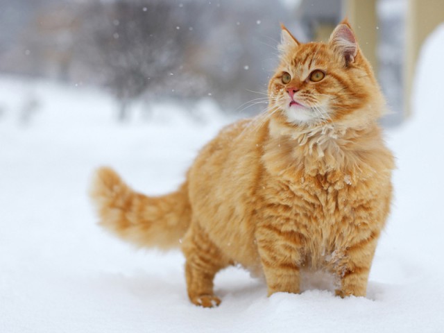 Коты и Кошки
