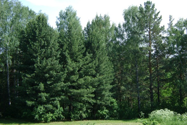 Новосибирск