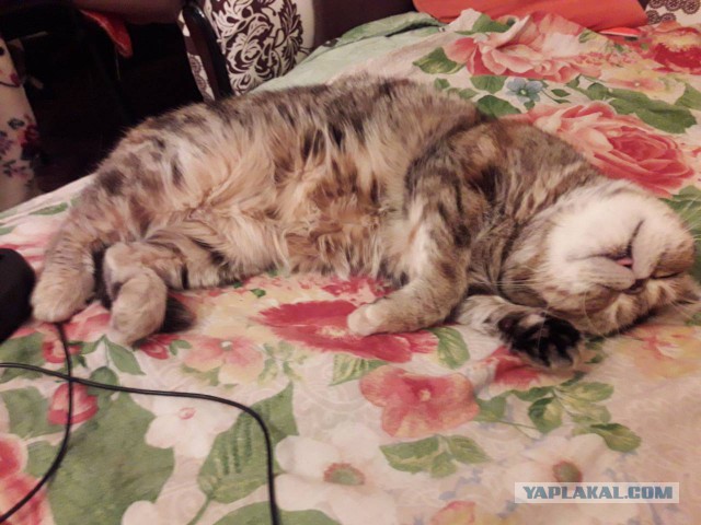 Котовторник 9.01.2018