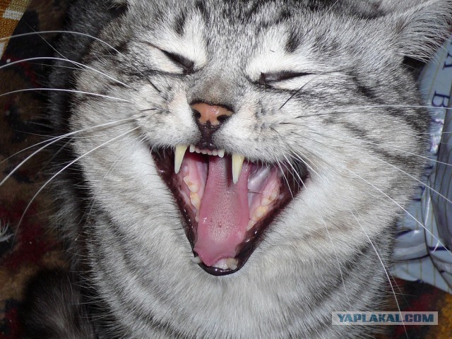 Кошачий будильник!