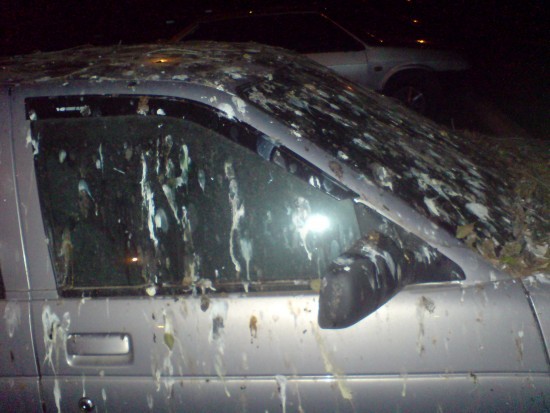 Суровая месть с помощью птиц (3 фото)