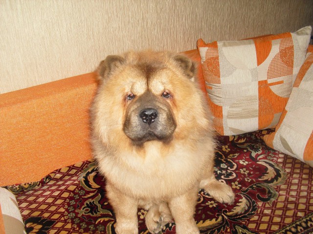 Живность из сети