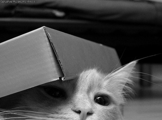 Прикольные коты на среду! ОЧЕНЬ МНОГО!