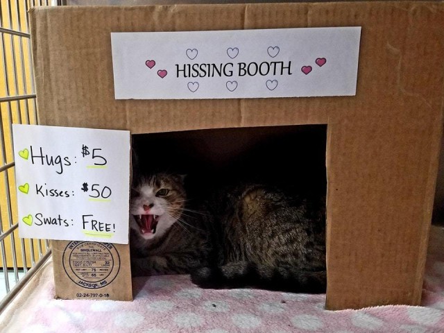 Прикольных котов пост
