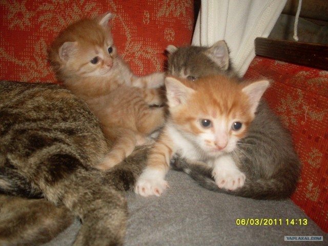 Котовторник так котовторник!