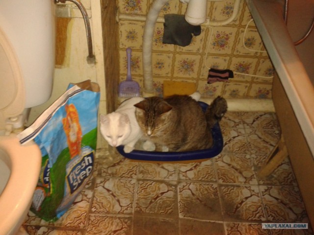 Котовторник 1 мая 2012