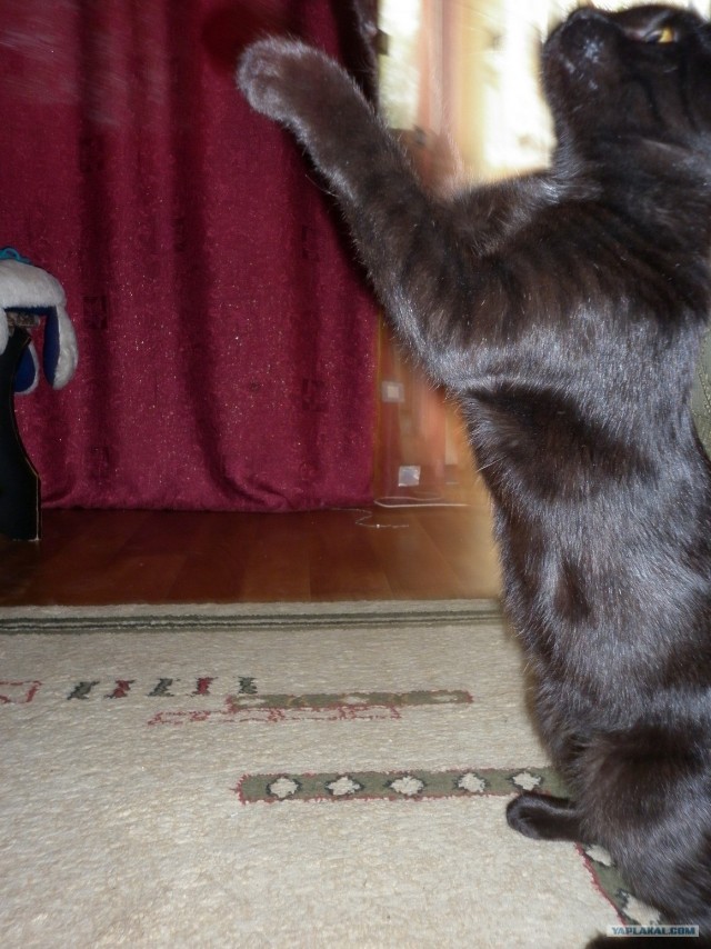Котовторник 22.05.2012