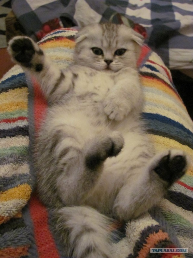 Котовторник на 26.06.12