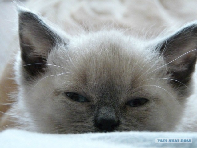 Котовторник 10. 07. 2012