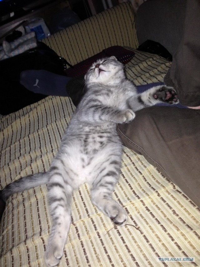 Котовторник 12.02.13