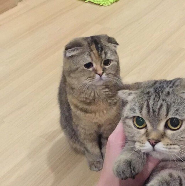 Прикольных котов пост