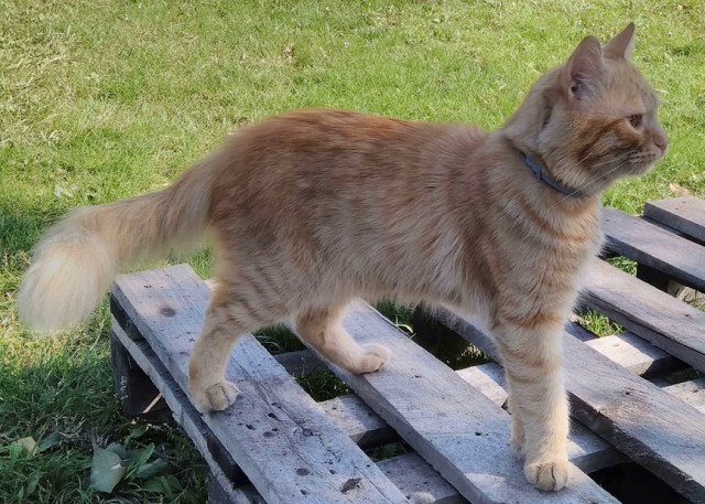 С Днём кошки!