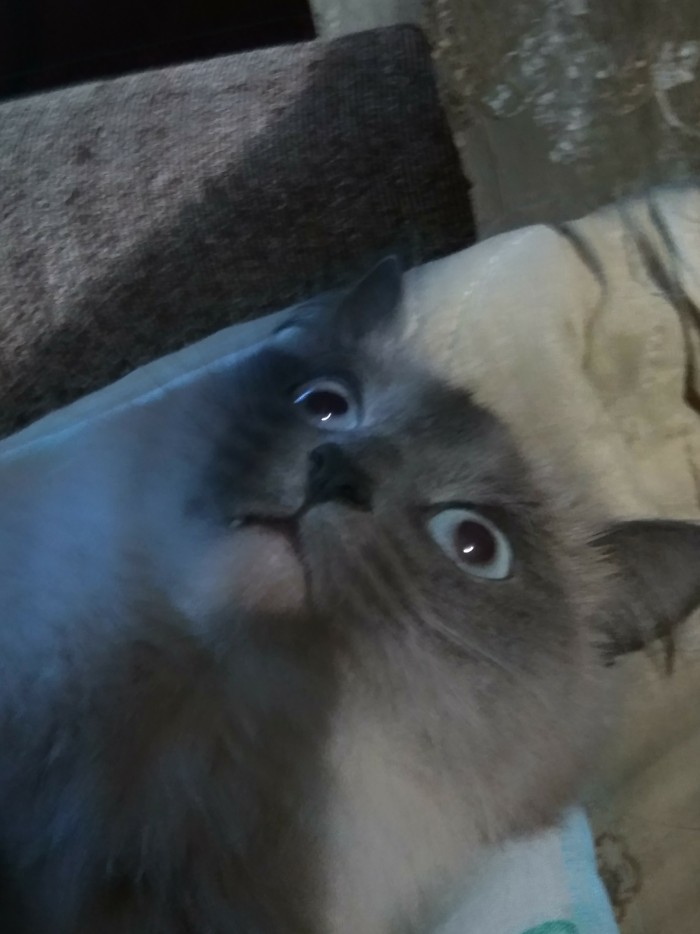 Что любят котики...