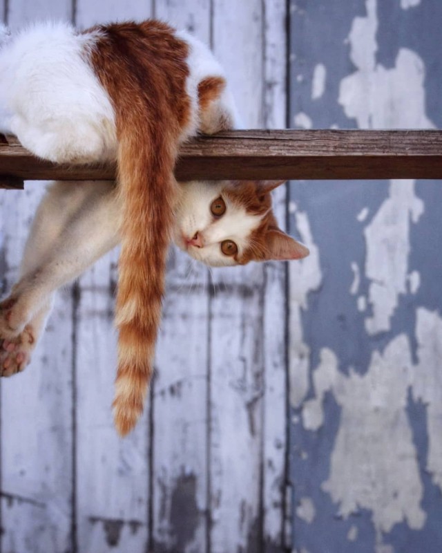Деревенские котейки