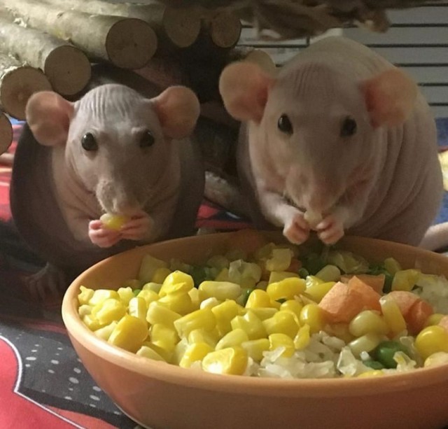 Эти забавные животные