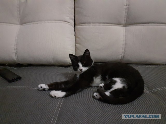 Житие одного кота. В фотографиях. Вторник же...