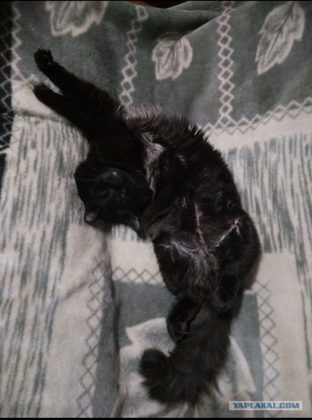 Котовторник. Мои котейки