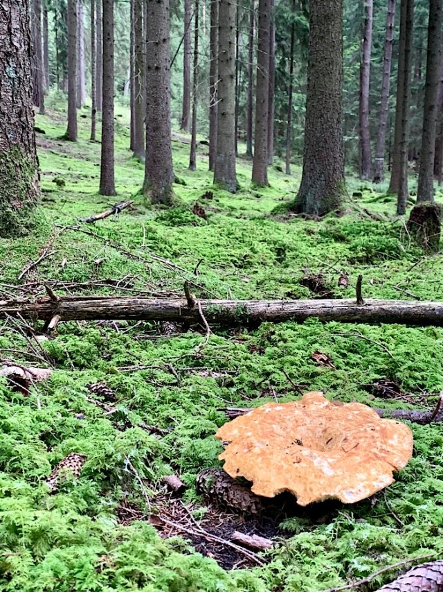 Кулинарная общалка