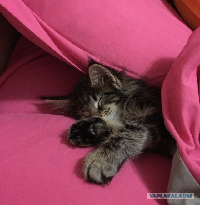 Котовторнику быть