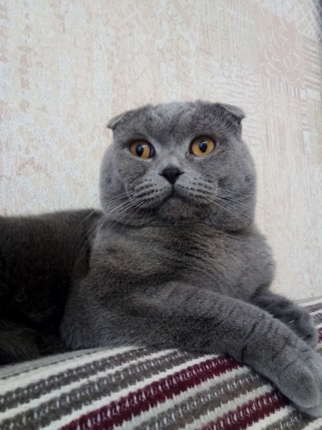 Котовторник. Картинки и буквы 08.02.22