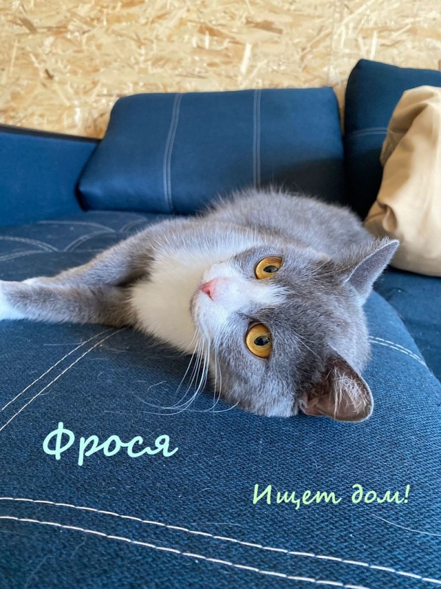 Жизнь домашнего приюта "Котоленд" 333