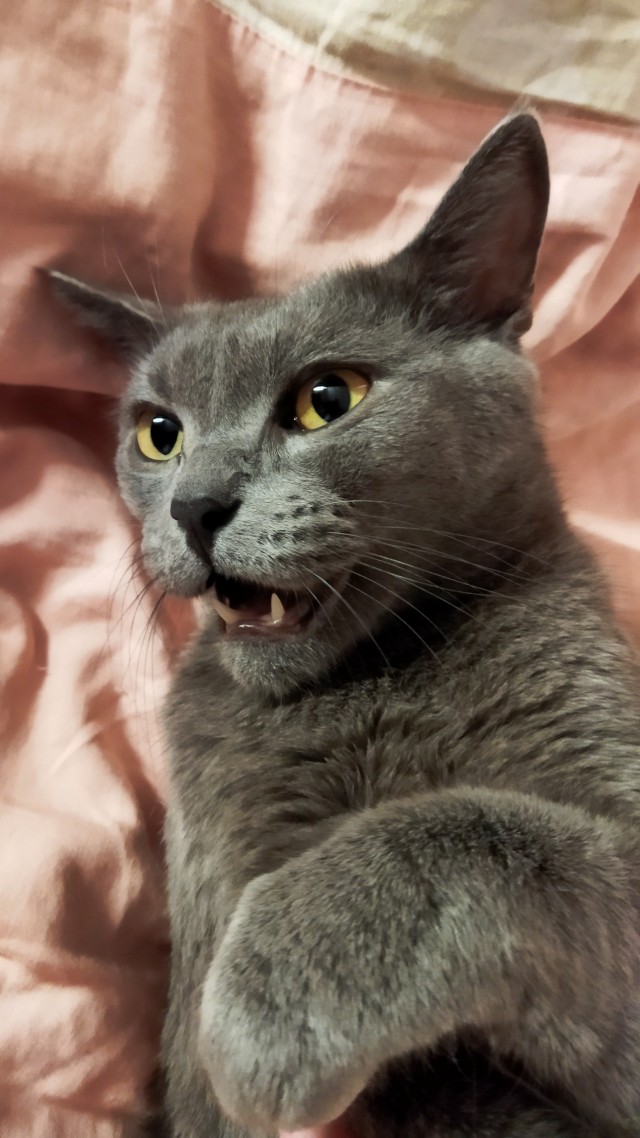 Коточетверг!