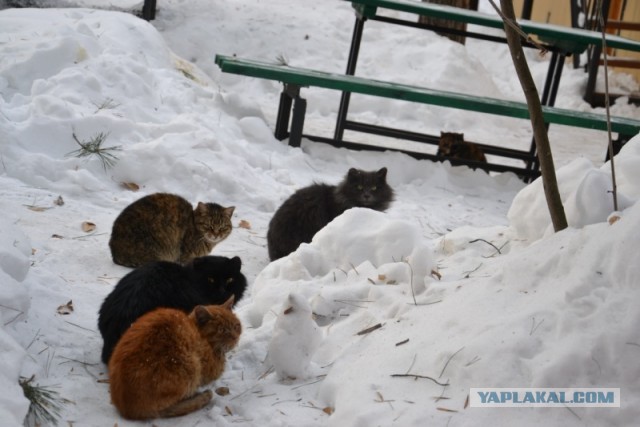 Котовторник 09.04.2013