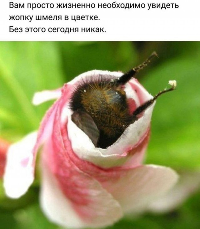 Завалялось тут случайно немного забавных картинок
