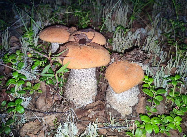 Грибы. Чувашия.