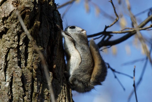 В Новой Москве заметили краснокнижную белку-летягу — редкость для столицы