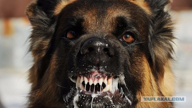 Собака - друг человека?