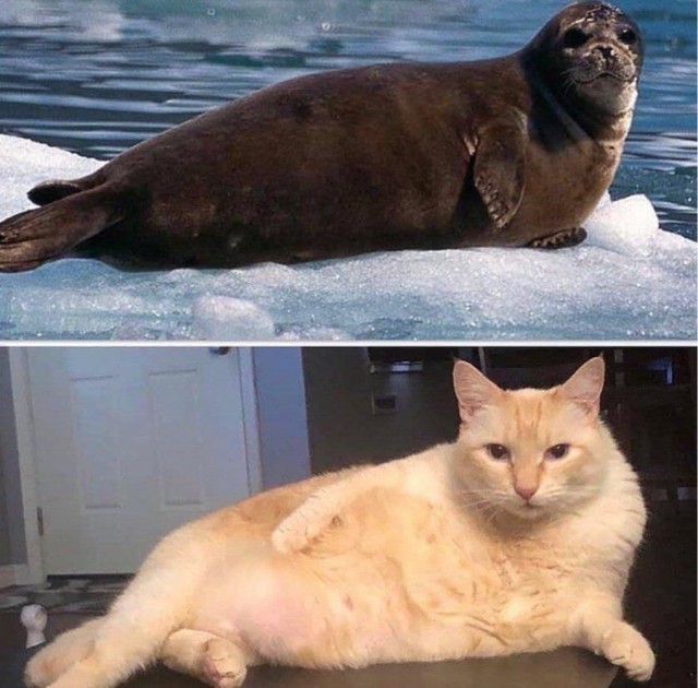 Я таки продолжу про нерп)))