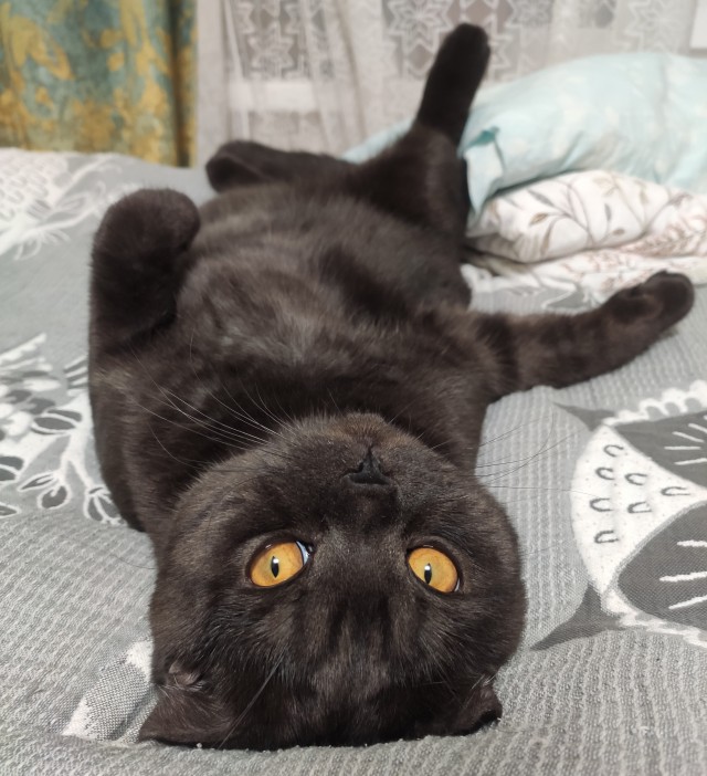 Котовторник. Где коты? Мой вот!