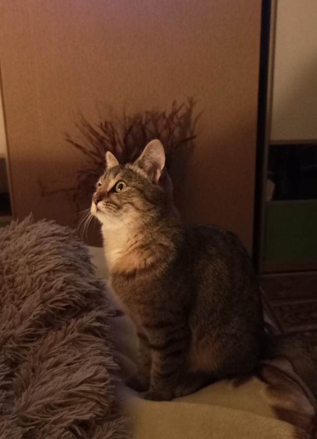 А где коты?